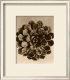 Sepia Botany Study II Poster by Karl Blossfeldt