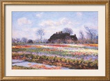 Tulip Fields at Sasenheim Prints by Claude Monet