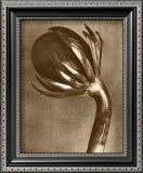 Sepia Botany Study VI Prints by Karl Blossfeldt