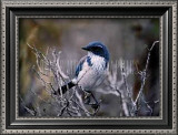 Scrub Jay Art by Joseph Wolf