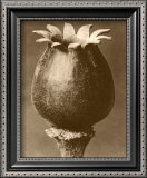 Sepia Botany Study I Posters by Karl Blossfeldt
