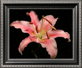 Dream Lilies I Posters by Renee Stramel