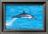 Spinner Dolphins Print by Michael S. Nolan