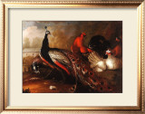 Peacock and Pheasant Posters by Marmaduke Cradock