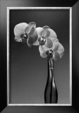Phalaenopsis, 1998 Poster por Montclair Valentine Phalaenopsis, 1998 Poster por Montclair Valentine