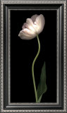 Grace I Poster by S. G. Rose