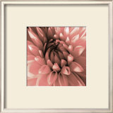 Pink Dahlia Print by Shawn Kapitan