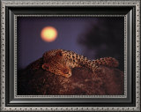 Leopard with Rising Moon Poster by Thom 