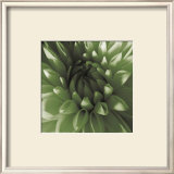 Green Dahlia Posters by Shawn Kapitan