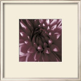 Burgundy Dahlia Posters by Shawn Kapitan