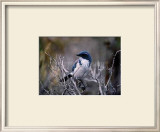 Scrub Jay Posters by Joseph Wolf
