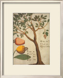 Cashew Tree Prints by Michael Boym