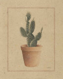 Microdasys Prints by Laurence David