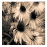Daisy Trip II Prints by Jean-François Dupuis