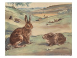 Woffly The Rabbit And Quick Ears The Hare Prints by Eileen Soper