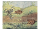 Hoppity-Skip And Crawl About Prints by Eileen Soper