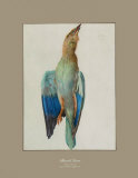 The dead Roller Reproductions pour les collectionneurs par Albrecht Dürer