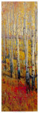 Vivid Birch Forest I Posters by Tim O'toole Vivid Birch Forest I Posters by Tim O'toole
