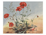 The Elf And The Poppy Posters by Eileen Soper
