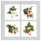 Fruits Rouges Print by Vincent Jeannerot