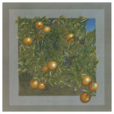 Oranger Prints by A.C. Jacquin