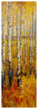 Vivid Birch Forest II Prints by Tim O'toole