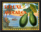 Aguacates de lujo Lámina por Miles Graff