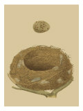 Antique Nest and Egg IV Giclée-Druck von Reverend Francis O. Morris