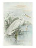 White Heron Giclee Print