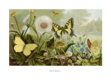 Erycinids Lámina giclée Erycinids Lámina giclée