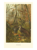 Woodcock Giclee Print