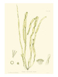 Bradbury Seaweed III Giclee-trykk av Henry Bradbury