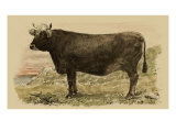 Antique Cow V Giclee Print by Julian Bien