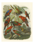 Red Cassel Birds II reproduction procédé giclée par Cassel 
