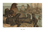 Sea Lion Giclee Print
