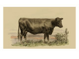 Antique Cow II Giclee-trykk av Julian Bien Antique Cow II Giclee-trykk av Julian Bien