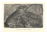 Lobster and Spring Lobster Lámina giclée