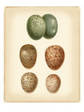 Bird Egg Study V Reproduction procédé giclée par Vision Studio 