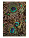 Peacock Feathers IV Reproduction procédé giclée par Vision Studio 
