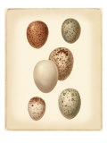 Bird Egg Study III Lámina giclée por Vision Studio Bird Egg Study III Lámina giclée por Vision Studio