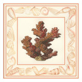 Coral with Shell Border II Giclee Print by Vision Studio 