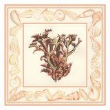 Coral with Shell Border III Giclee Print by Vision Studio 