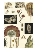 Nature's Curio IV Lámina giclée por Vision Studio
