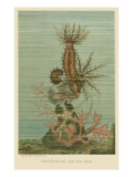 Holothurians and Sea Star Giclee Print