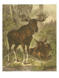 Small Moose Lámina giclée por Friedrich Specht Small Moose Lámina giclée por Friedrich Specht