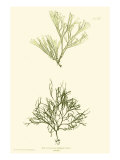 Bradbury Seaweed IV Giclee-trykk av Henry Bradbury