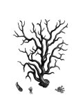 Black Coral I Lámina giclée