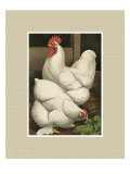 Roosters with Mat I Giclee Print by Cassel 