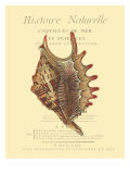 Coquilles De Mer III Giclee Print by Vision Studio 