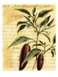 Pimiento rojo Lámina giclée por Walter H. Fitch
